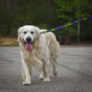 Dog Leash/Collar