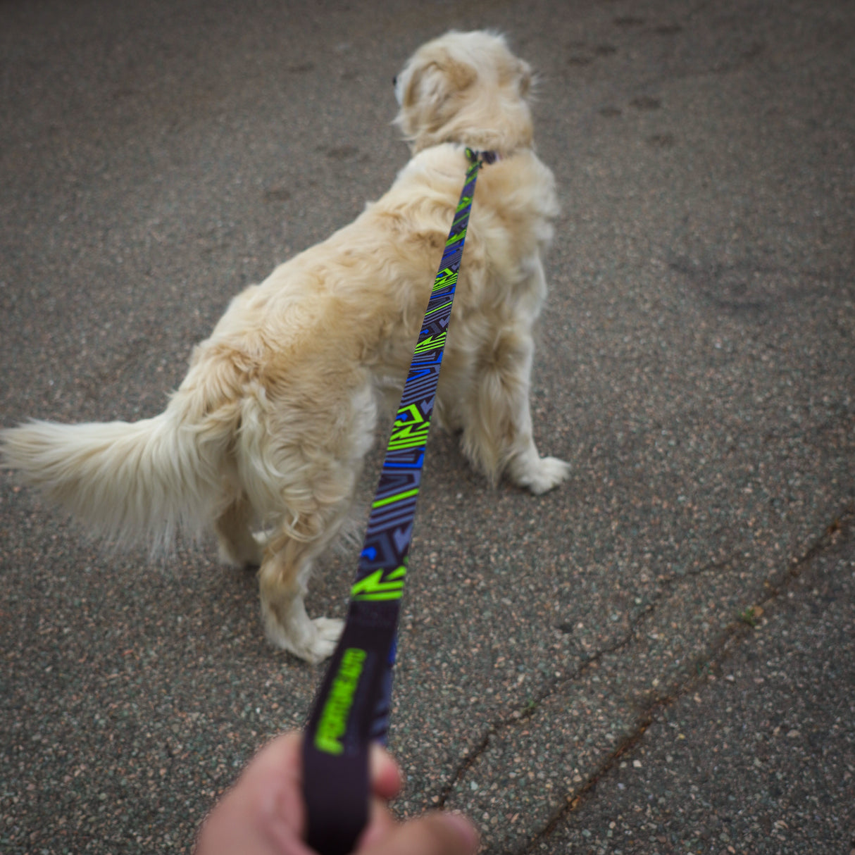 Fortune Auto Dog Leash/Collar